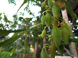 Attēlu rezultāti vaicājumam “Cardamine impatiens fruit”