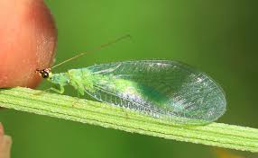 Attēlu rezultāti vaicājumam “Chrysopa”