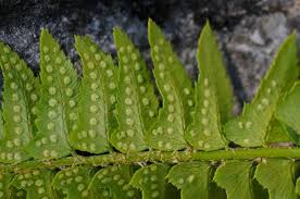Attēlu rezultāti vaicājumam “Polystichum lonchitis”