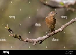 Image result for Phoenicurus moussieri