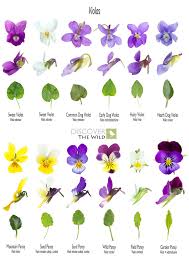 Attēlu rezultāti vaicājumam “Viola tricolor subsp. curtisii bud”