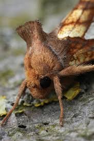 Attēlu rezultāti vaicājumam “Plusia festucae”