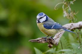 Attēlu rezultāti vaicājumam “Cyanistes caeruleus juvenile”