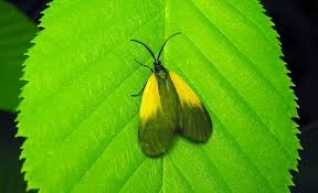 Attēlu rezultāti vaicājumam “Insecta”