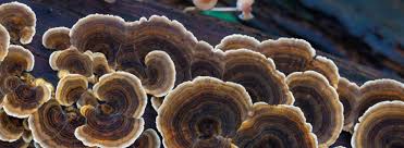 Attēlu rezultāti vaicājumam “Trametes versicolor”