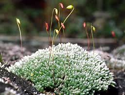 Attēlu rezultāti vaicājumam “Saelania glaucescens sporophyte”