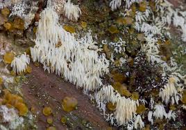 Attēlu rezultāti vaicājumam “Mucronella calva”