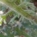 Attēlu rezultāti vaicājumam “Senecio viscosus fruit”