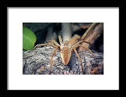 Attēlu rezultāti vaicājumam “Pisaura mirabilis”