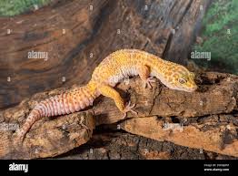 Attēlu rezultāti vaicājumam “Lycogala persicum young”