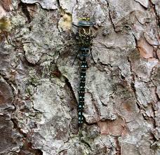 Attēlu rezultāti vaicājumam “Aeshna mixta male”