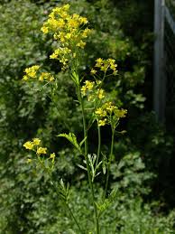 Attēlu rezultāti vaicājumam “Rorippa sylvestris leaf”
