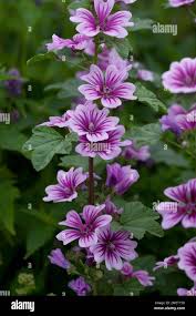 Image result for Malva sylvestris var. mauritiana