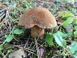 Attēlu rezultāti vaicājumam “Suillus variegatus”
