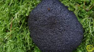 Attēlu rezultāti vaicājumam “Lindbladia tubulina”