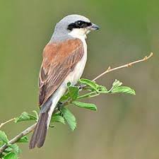 Attēlu rezultāti vaicājumam “Lanius collurio”