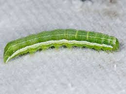 Attēlu rezultāti vaicājumam “Orthosia gothica”