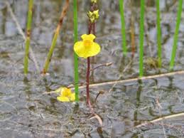 Attēlu rezultāti vaicājumam “Utricularia x neglecta”
