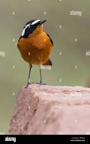 Image result for Phoenicurus moussieri