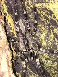 Attēlu rezultāti vaicājumam “Polypogon tentacularius male”