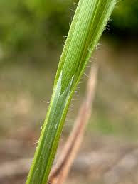 Attēlu rezultāti vaicājumam “Carex pallescens”