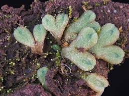 Attēlu rezultāti vaicājumam “Riccia rhenana”