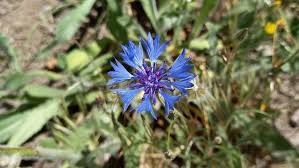 Attēlu rezultāti vaicājumam “Cyanus segetum”