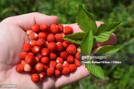 Image result for Fragaria vesca