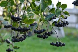 Attēlu rezultāti vaicājumam “x Sorbaronia fallax”