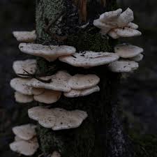 Attēlu rezultāti vaicājumam “Climacocystis borealis”