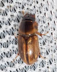 Attēlu rezultāti vaicājumam “Aphodius sp.”