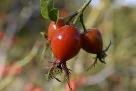 Attēlu rezultāti vaicājumam “Rosa subcanina fruit”