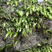 Attēlu rezultāti vaicājumam “Taxiphyllum wissgrillii”