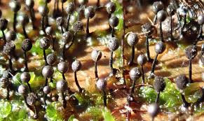 Attēlu rezultāti vaicājumam “Lamproderma puncticulatum macro”