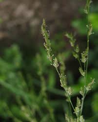 Attēlu rezultāti vaicājumam “Glyceria striata fruit”