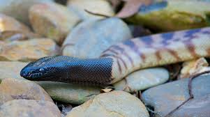 Image result for reptile scales