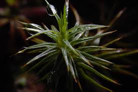 Attēlu rezultāti vaicājumam “Polytrichum juniperinum”