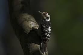 Attēlu rezultāti vaicājumam “Dendrocopos minor”