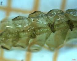 Attēlu rezultāti vaicājumam “Calypogeia azurea macro”