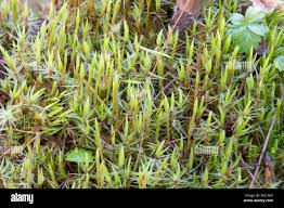 Attēlu rezultāti vaicājumam “Dicranum bonjeanii”