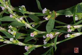 Attēlu rezultāti vaicājumam “Polygonum aviculare flower”