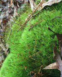 Attēlu rezultāti vaicājumam “Dicranum scoparium”