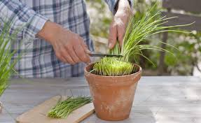 Image result for Schnittlauch