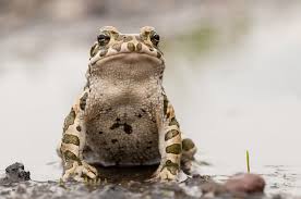 Attēlu rezultāti vaicājumam “Pseudepidalea viridis”