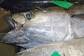 Image result for Thunnus albacares