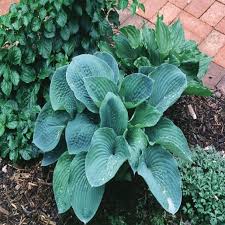 Image result for Hosta sieboldiana 'Elegans'
