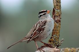 Image result for Zonotrichia leucophrys