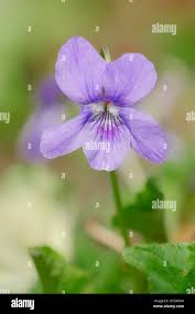 Attēlu rezultāti vaicājumam “Viola reichenbachiana flower”