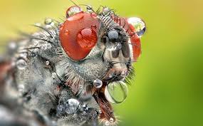 Attēlu rezultāti vaicājumam “macro”