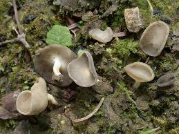 Attēlu rezultāti vaicājumam “Helvella macropus”